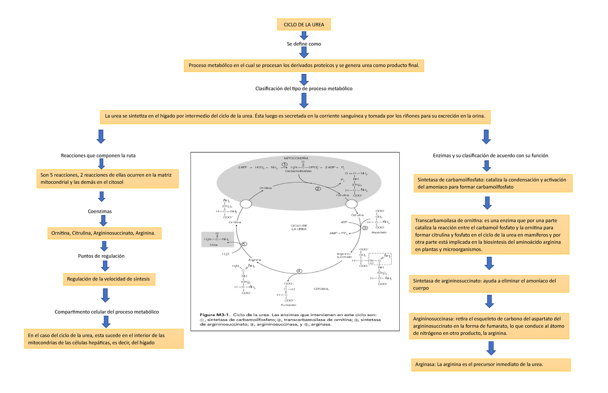 Mapa Conceptual Del Ciclo De La Urea Liseth Higuita Se Define Como