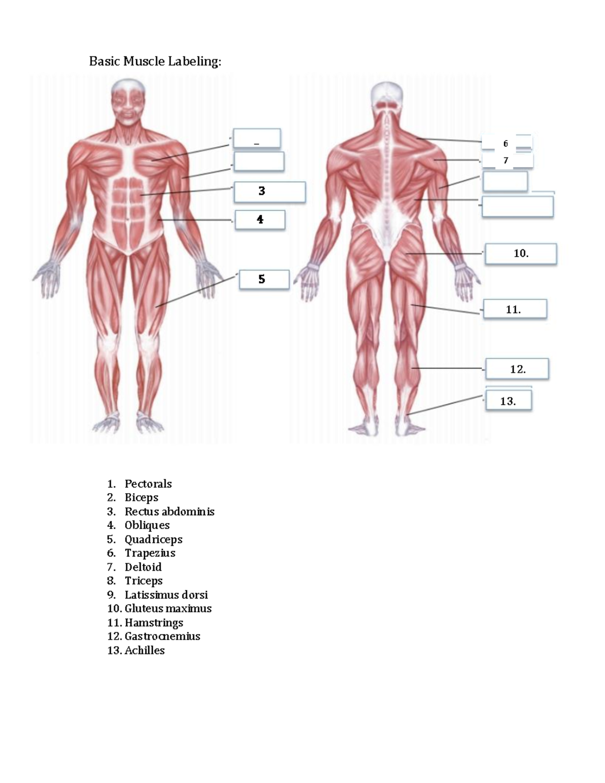 Lab 1 - Muscles Joints KINE 3353 - Basic Muscle Labeling: Pectorals ...