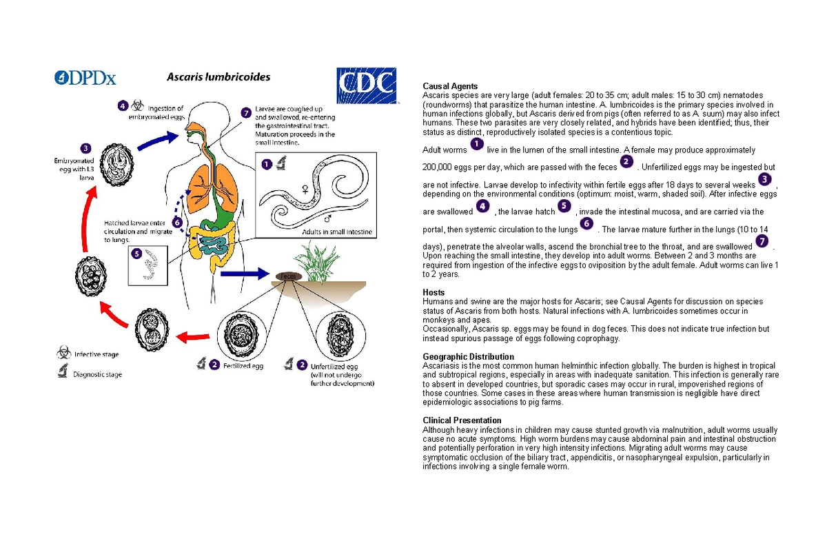 Parasitology Life Cycle of Parasites (Giardia, D. latum, T. solium, A ...