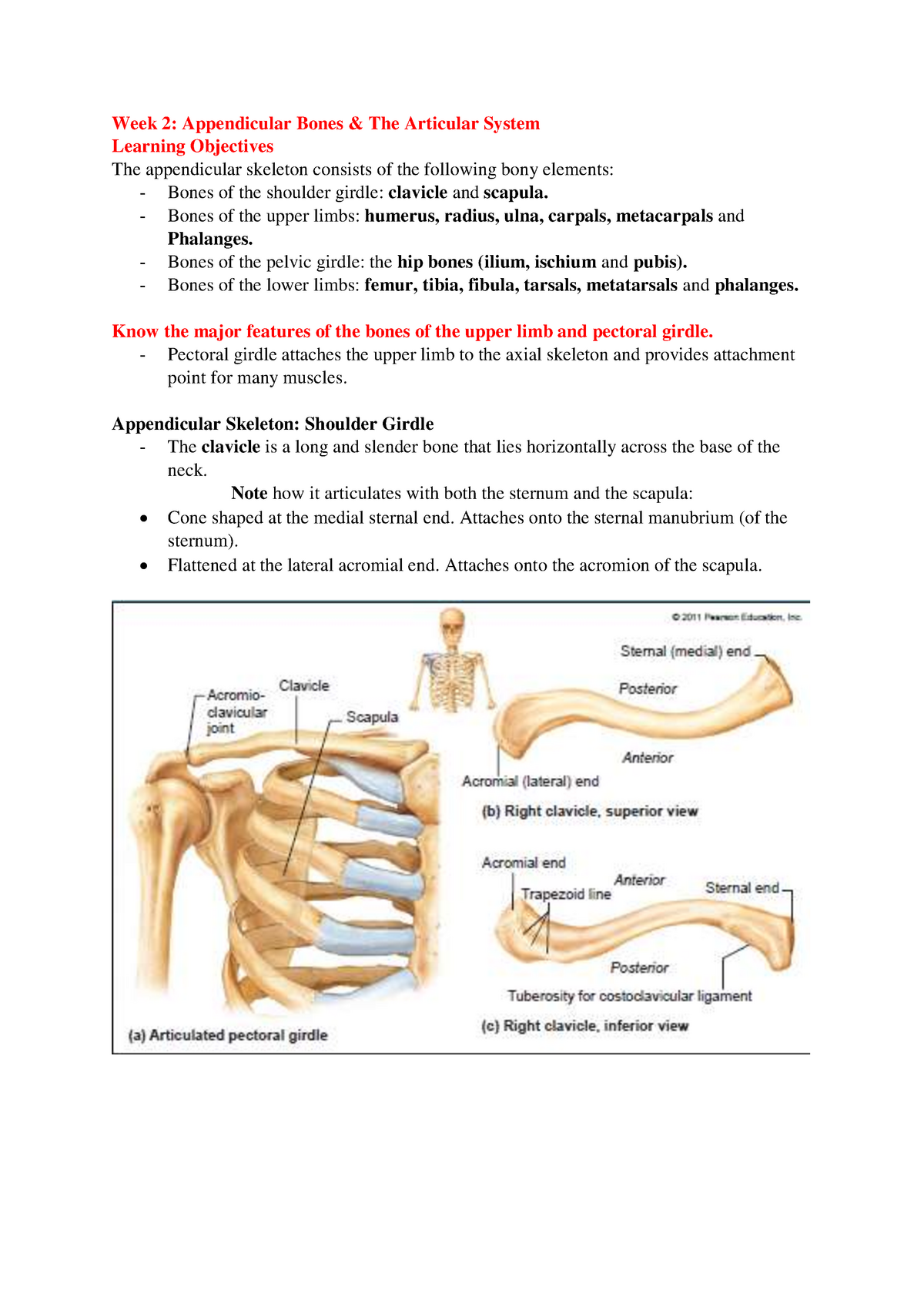 Lecture notes, lectures weeks 2,4,6,9,11 - Week 2: Appendicular Bones ...