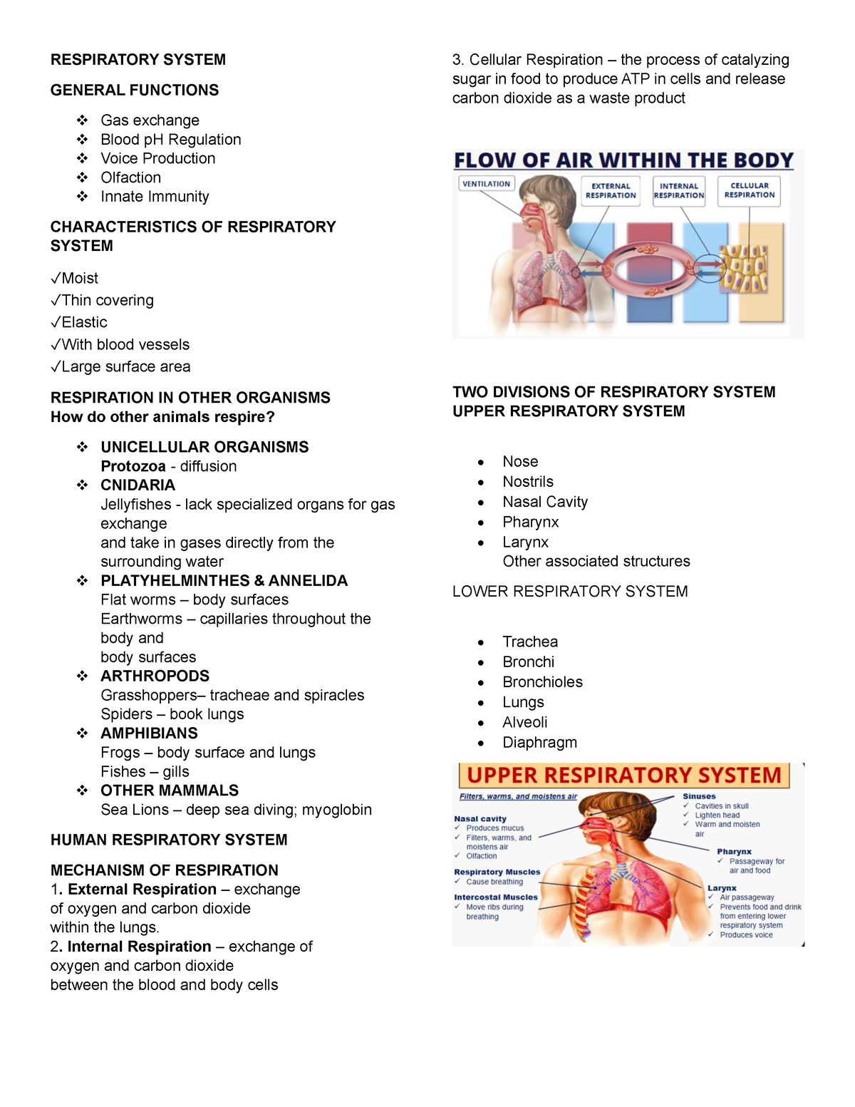 Respiratory System - RESPIRATORY SYSTEM GENERAL FUNCTIONS Gas exchange ...