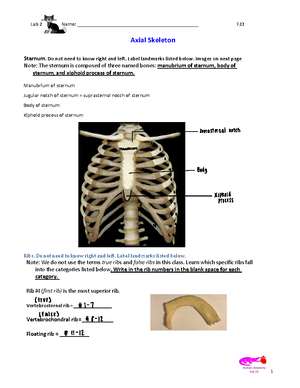 Lab+models+for+Lab+3+Gardner - Brain Here are structures you can see ...