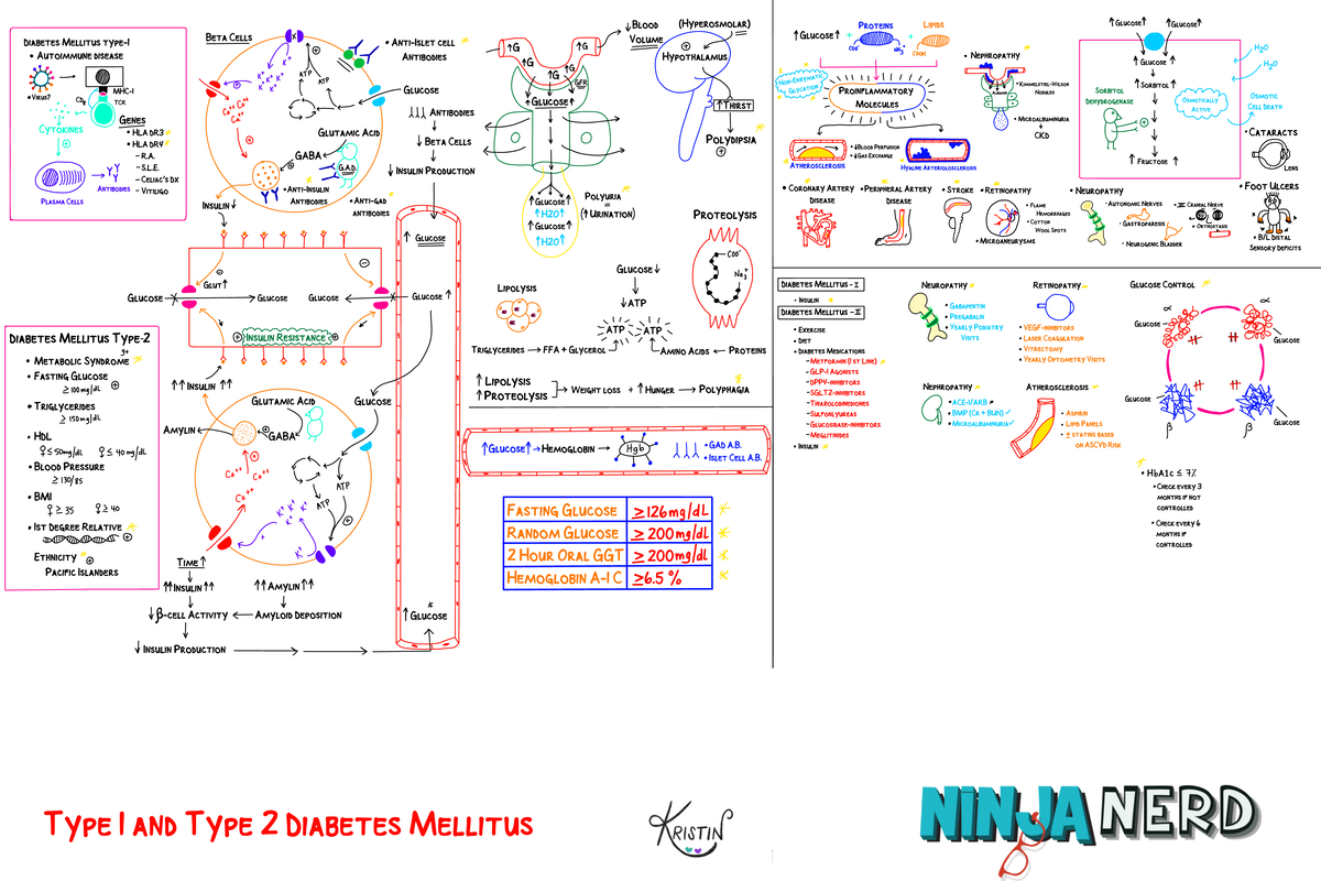 Endocrine Pathology] 02 Type 1 and Type 2 DM - Key - Medicine - Studocu