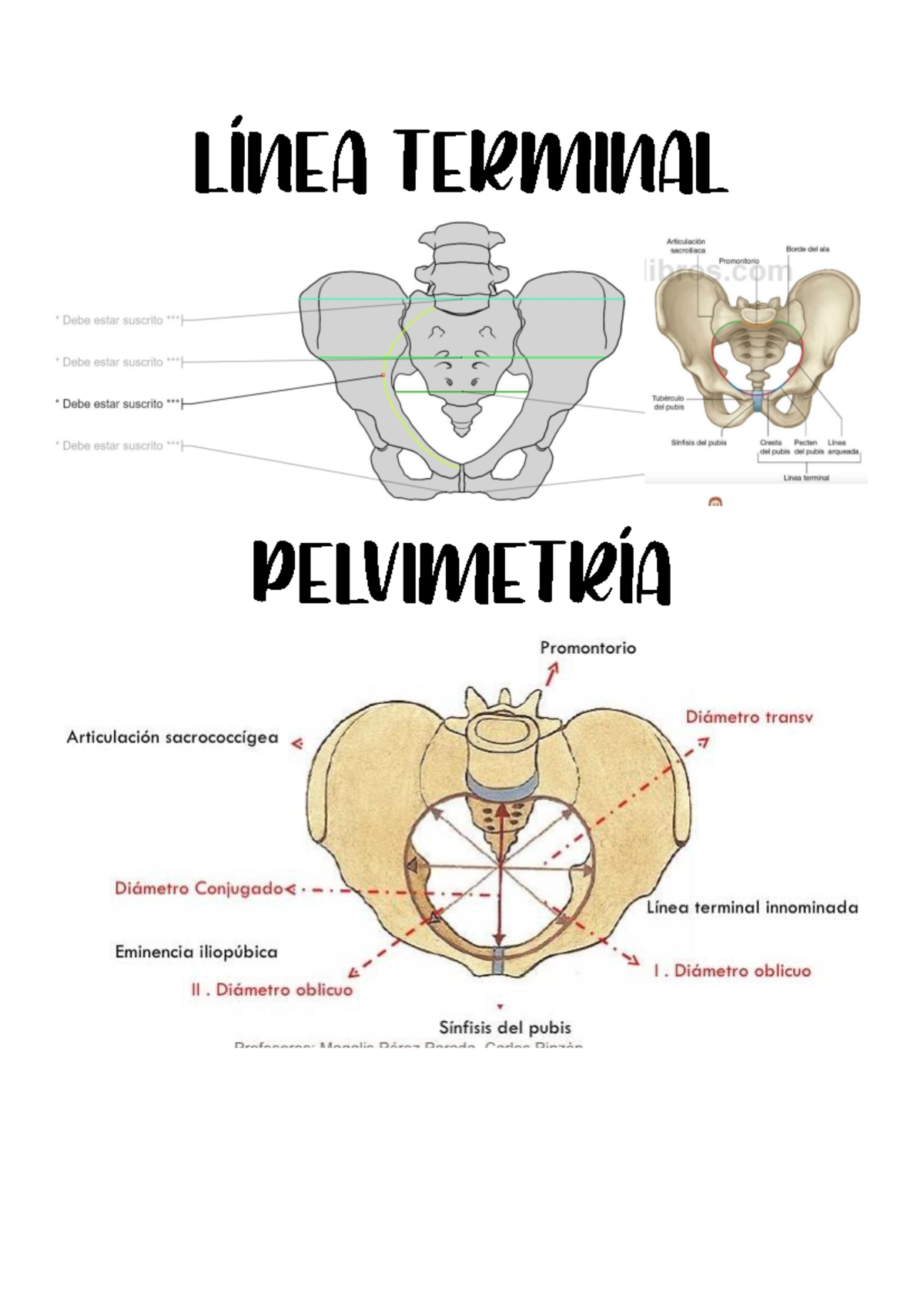 Dibujos referenciales anatomia pelvis - LÍNEA TERMINAL Articulación ...