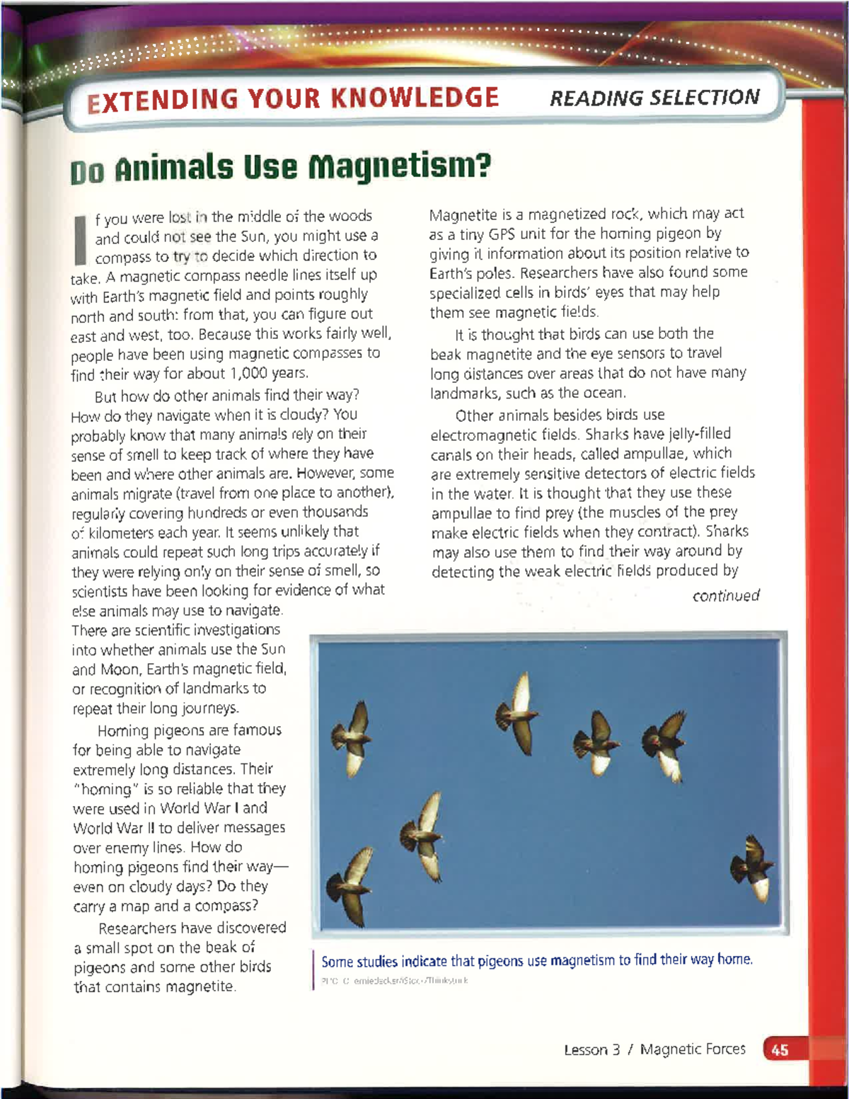 Do Animals Use Studocu