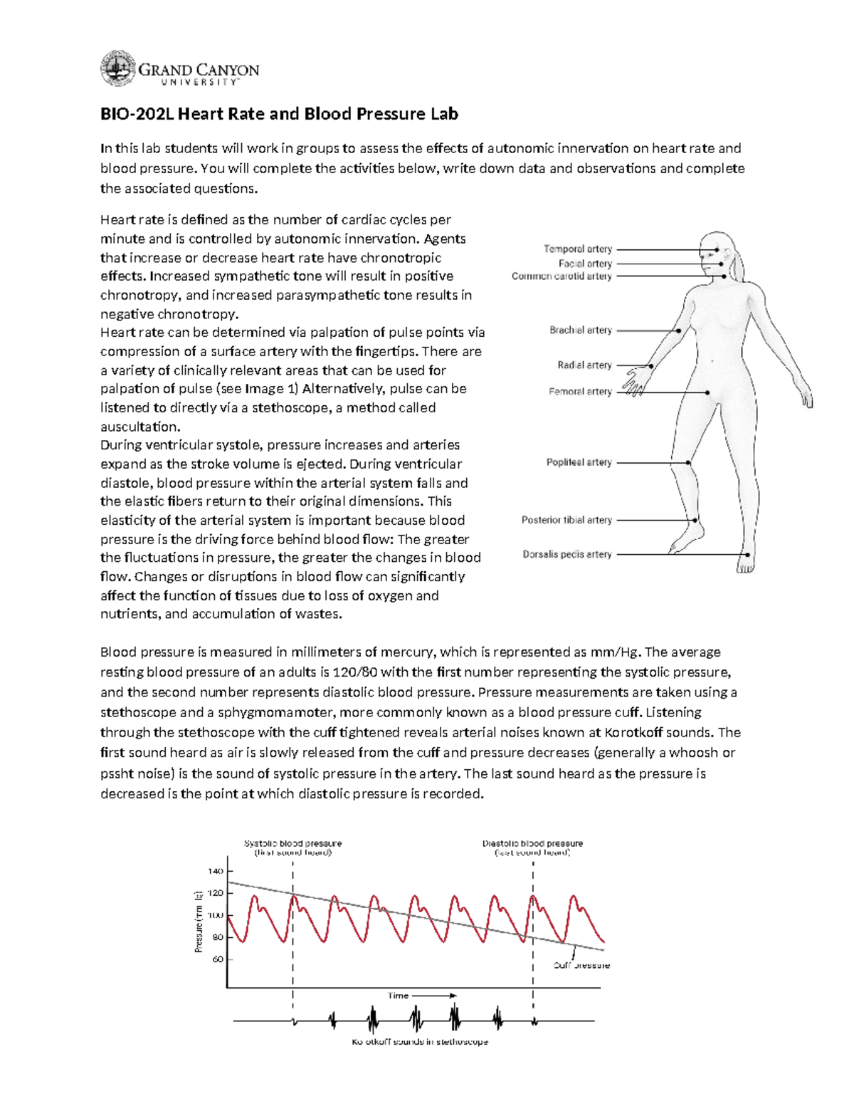BIO 202L RS Activity 2Heart Rate And Blood Pressure Lab Onground - BIO ...