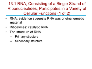 Genetics Chapter 15 - Powerpoints - 15 Many Genes Encode Proteins (1 Of 