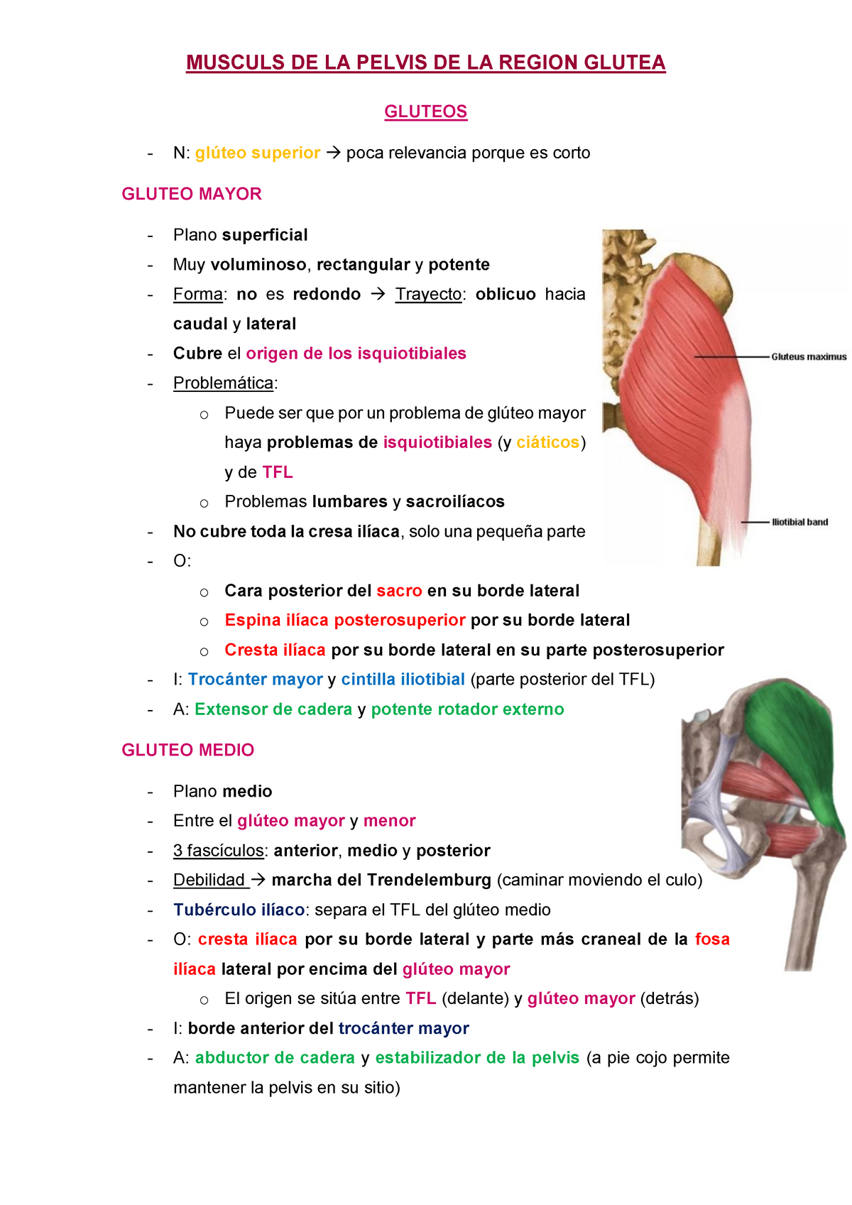 Musculs De La Pelvis De La Regio Glutea Docx Studocu