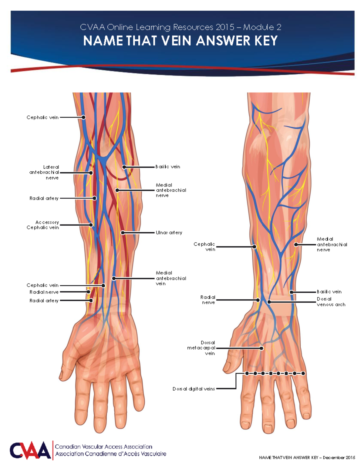 CVAA Name That Vein Answer Key-1 - NAME THAT VEIN ANSWER KEY – December ...