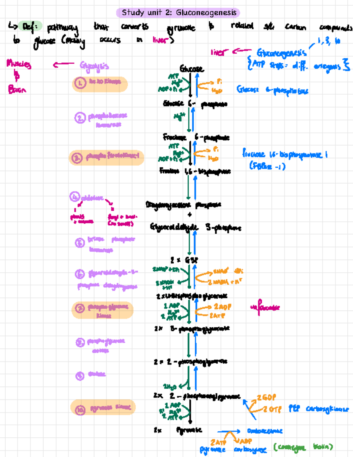 Glycolysis vs Gluconeogenesis Summary - Study unit 2: Gluconeogenesis ...