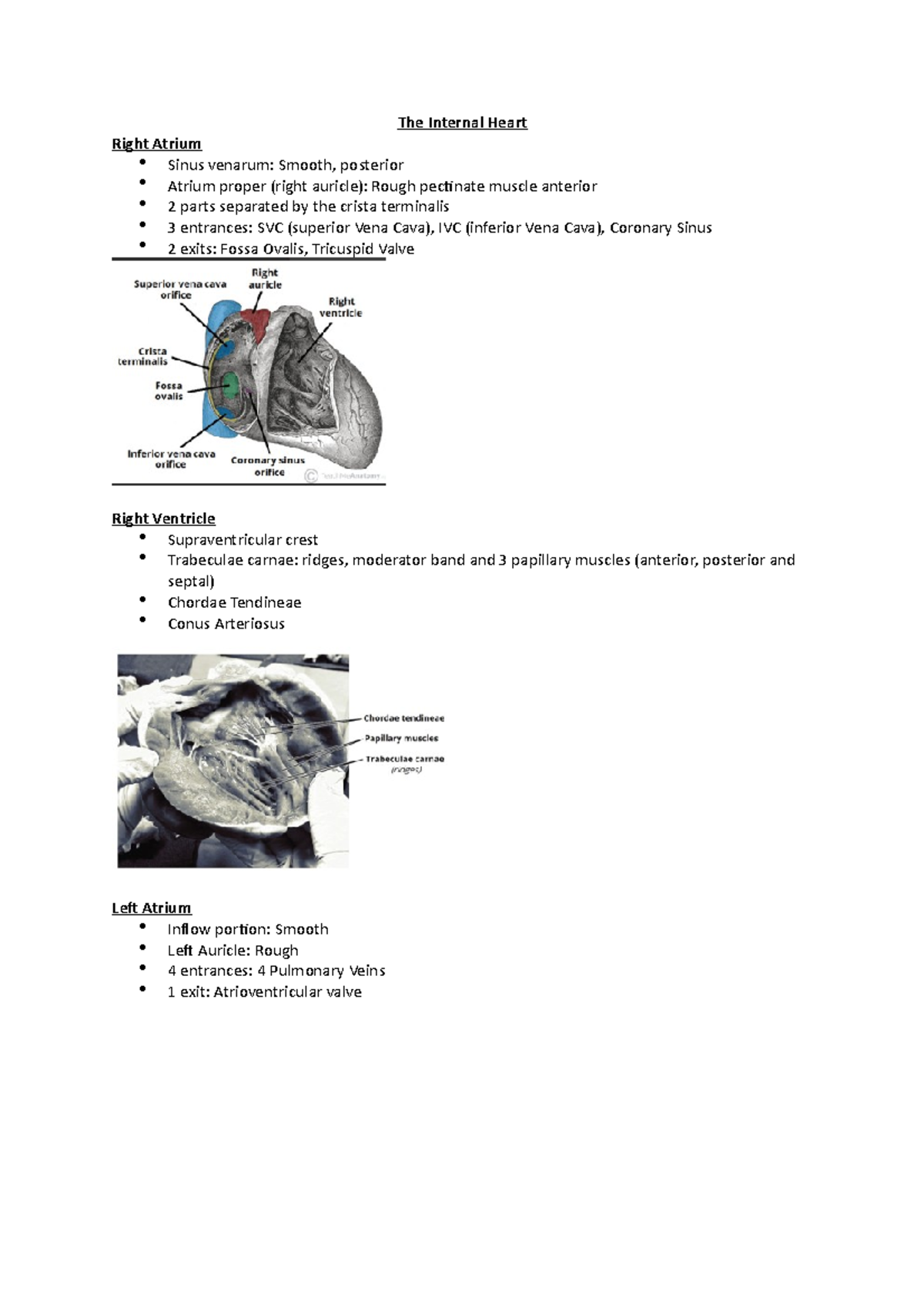 The Internal Heart - The Internal Heart Right Atrium Sinus venarum ...