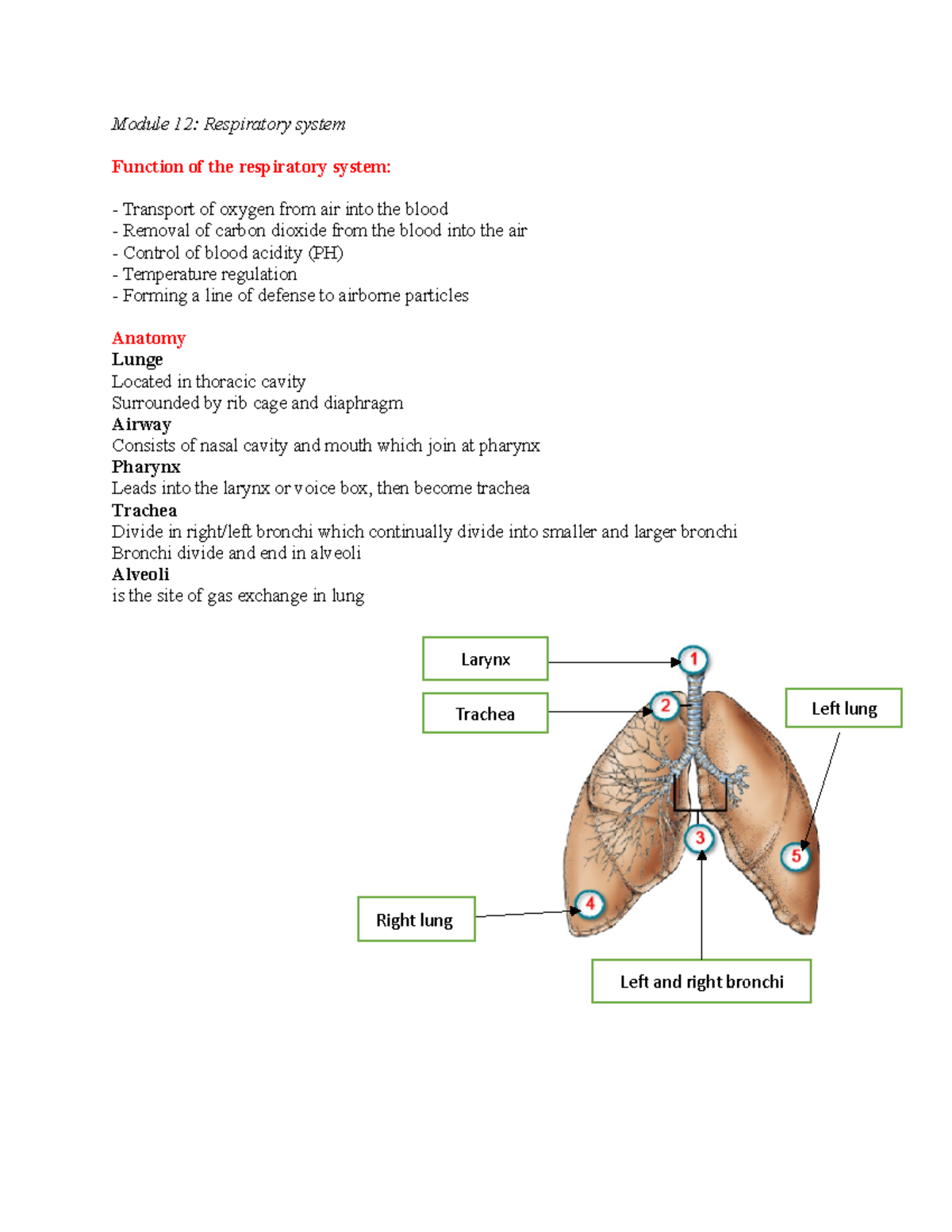 Module 12 midterm material for test 2 - Module 12: Respiratory system ...