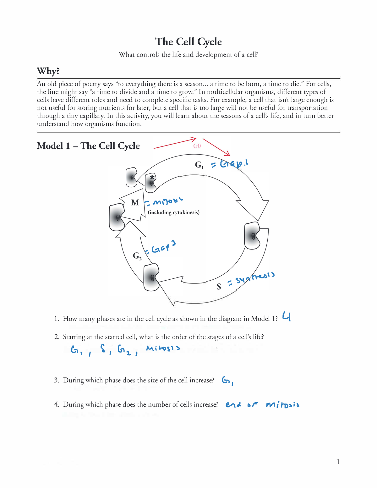 Cell Cycle Pogil Student Worksheet Fa2022 3 - What controls the life ...