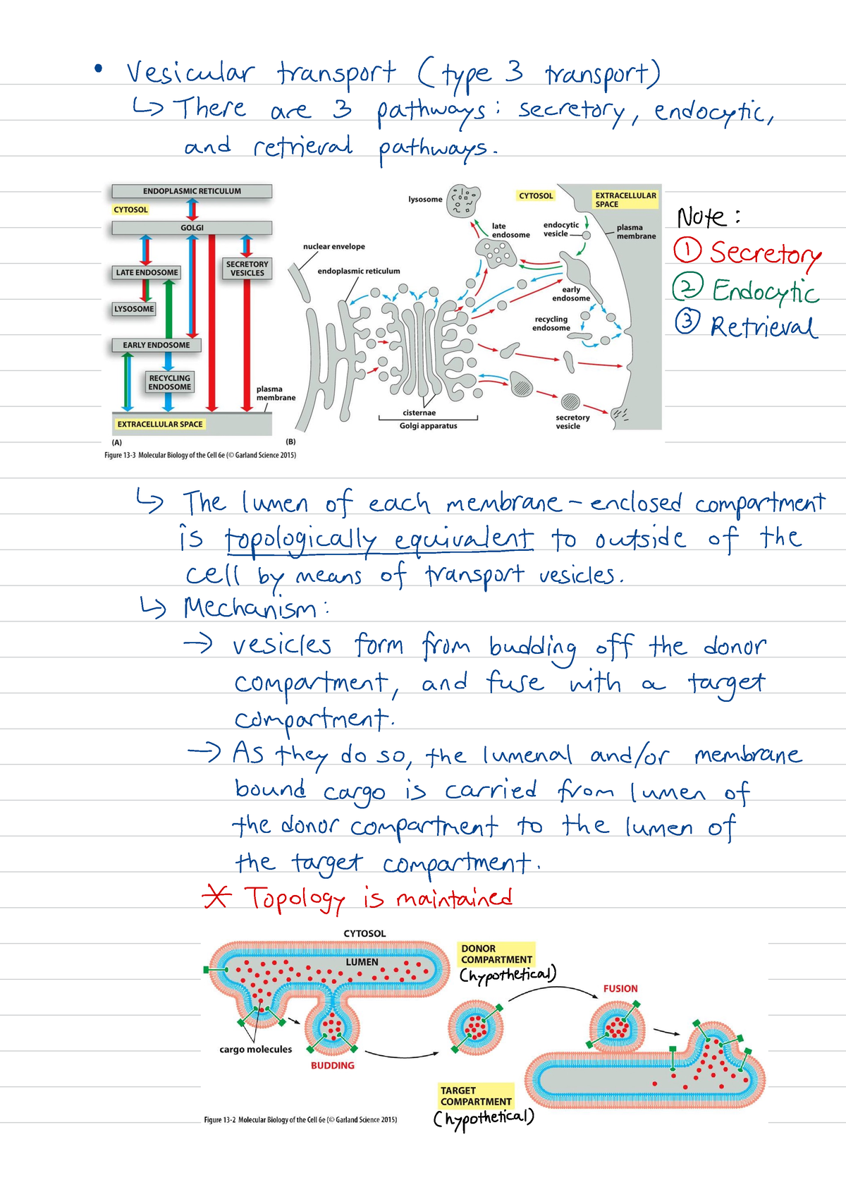 Topic-3-Notes-Cell-Biology - Vesicular transport ( type 3 transport ...