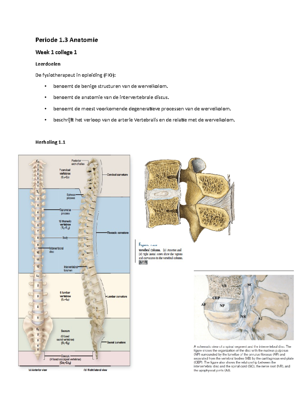 Anatomie 1.3 Goede - College-aantekeningen Allemaal - Periode 1 ...