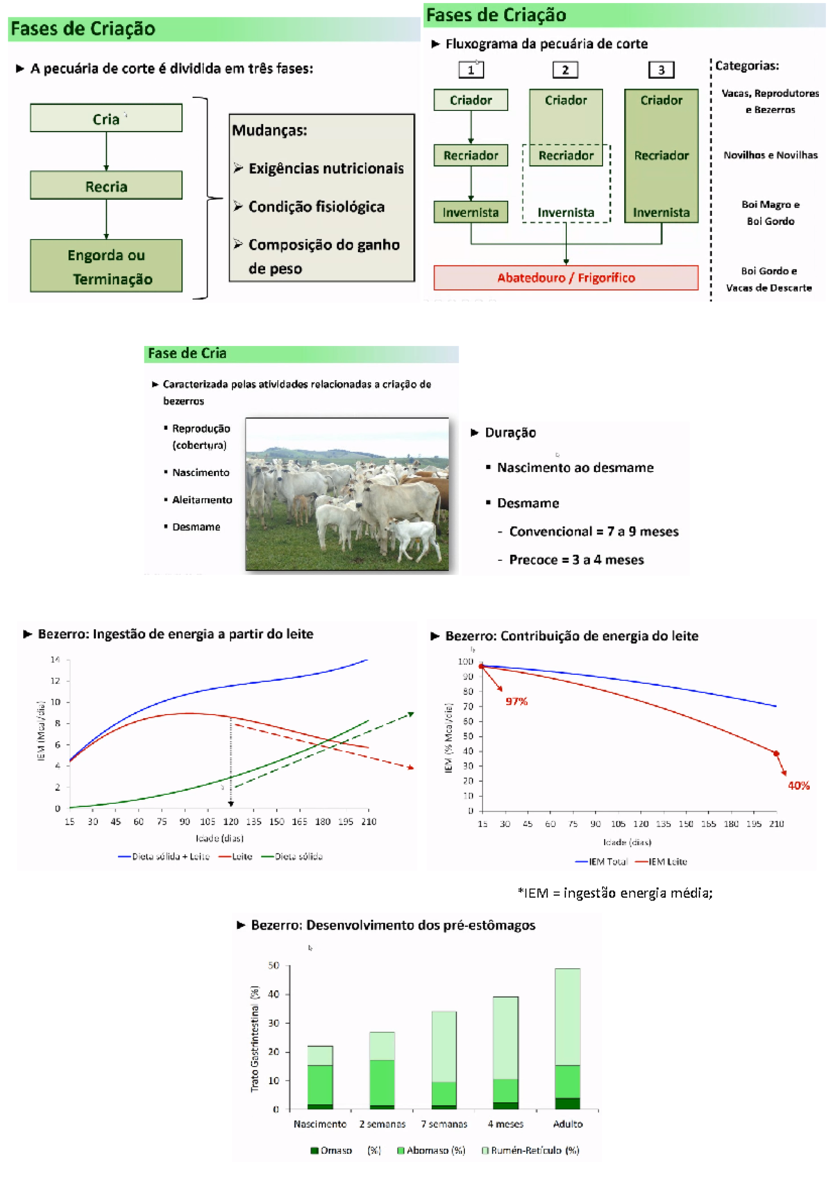 Bovinocultura DE Corte AULA 4 - FASE DE Criação-CRIA - Bovinocultura De ...