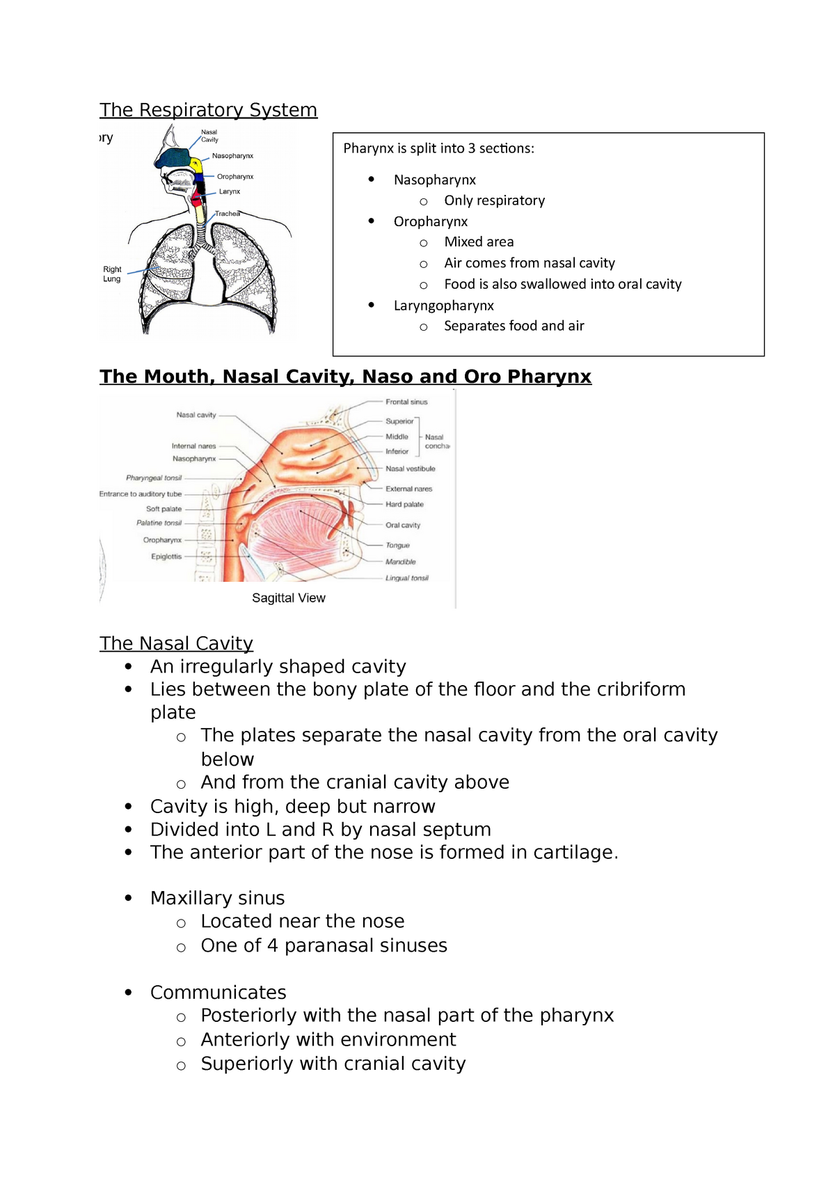 introduction to respiratory system essay