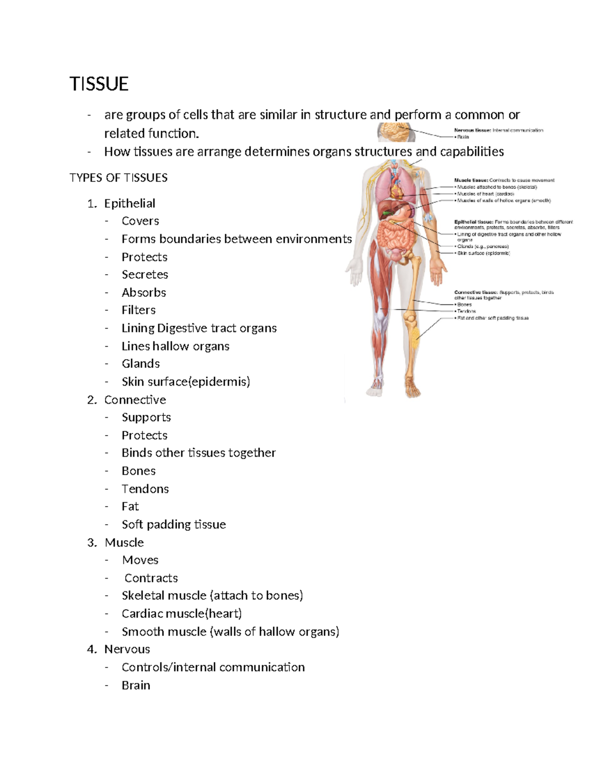 Tissue - TISSUE are groups of cells that are similar in structure and ...