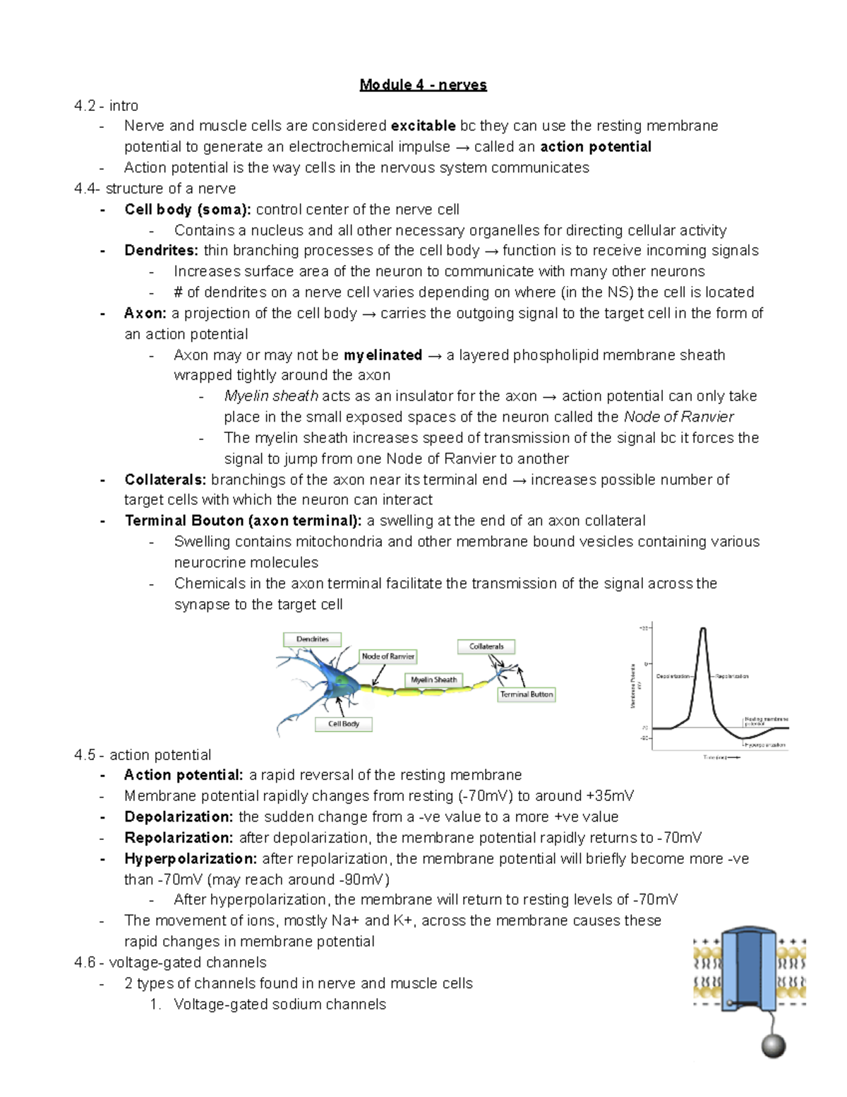 Module 4 - Nerves - Module 4 - Nerves 4 - Intro Nerve And Muscle Cells ...