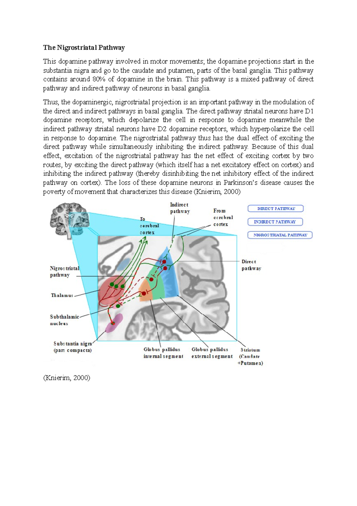 The Nigrostriatal & Tuberoinfundibular Pathways - The Nigrostriatal ...