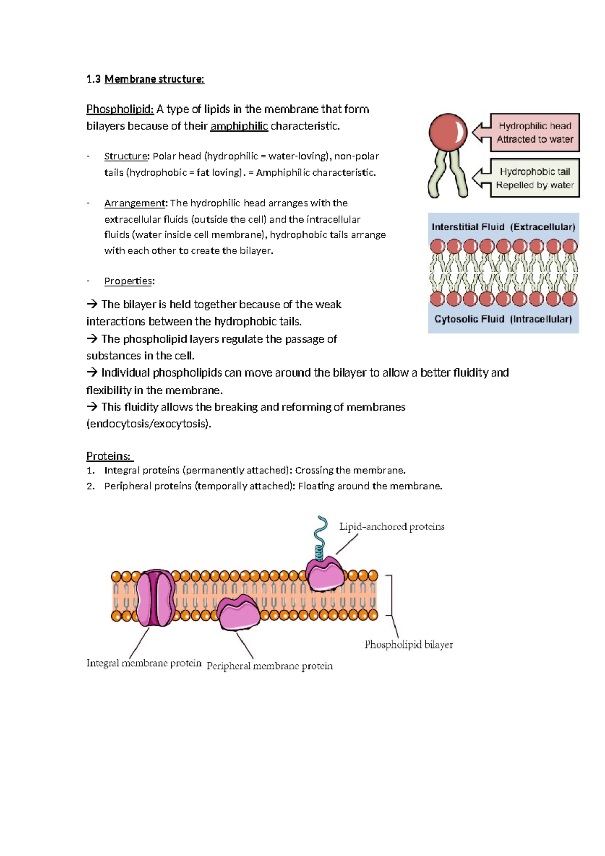 1.3 Membrane structure - 1 Membrane structure: Phospholipid: A type of ...