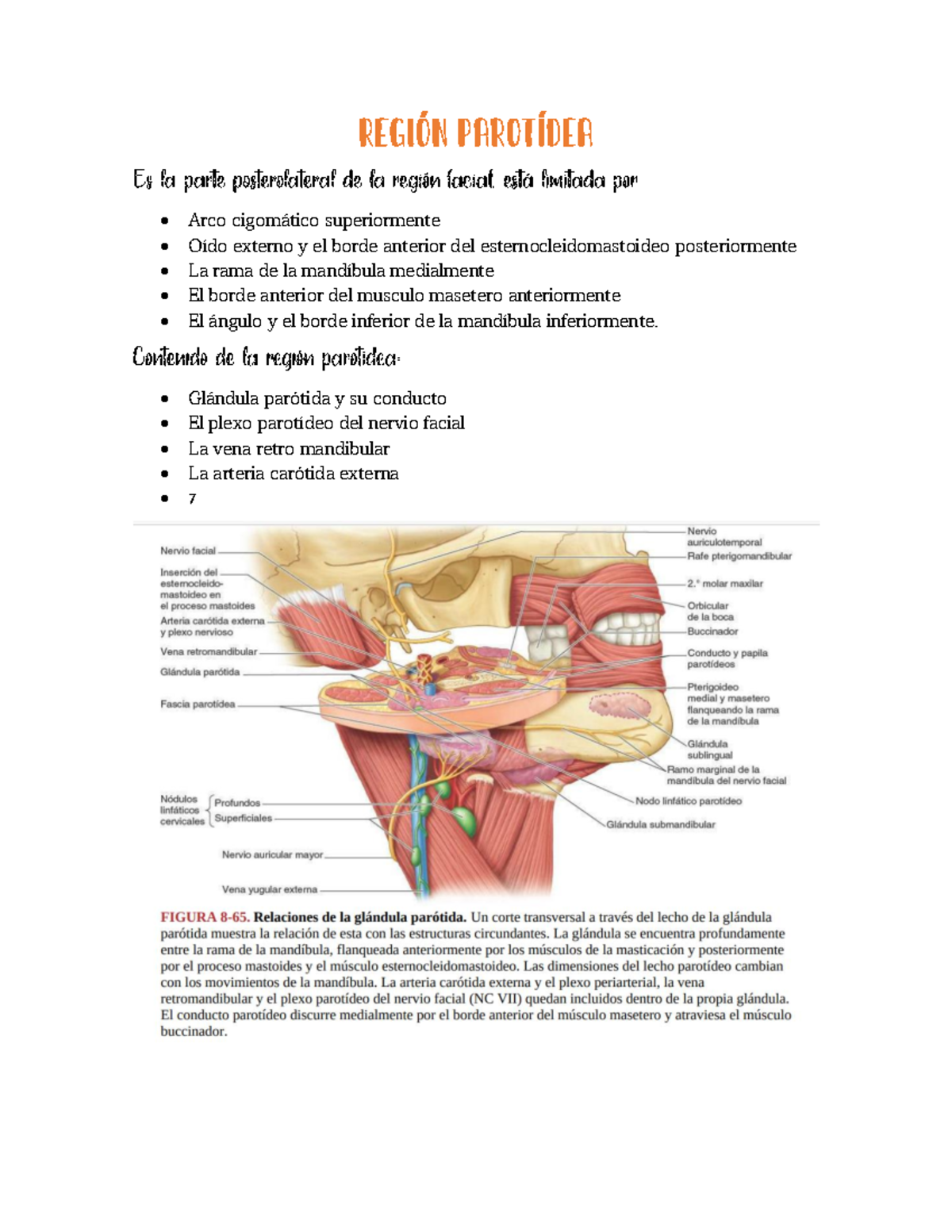región parotídea