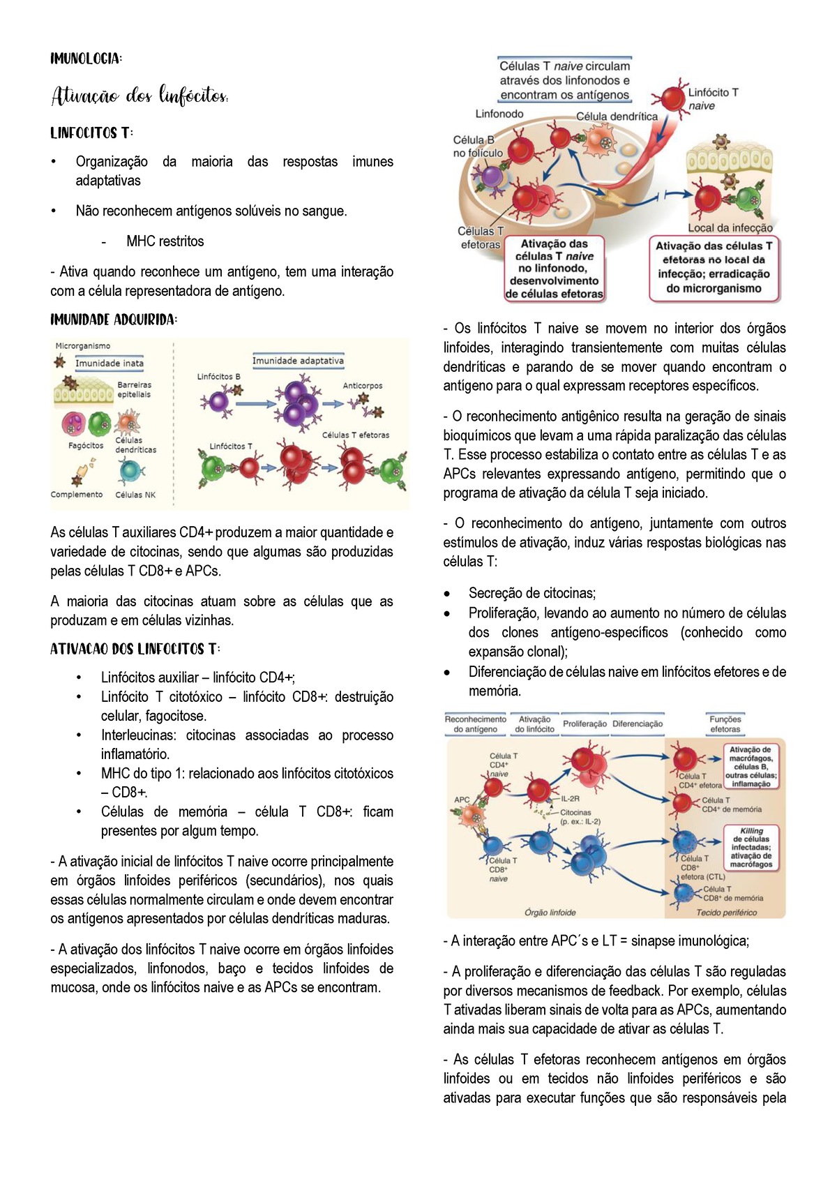 Imunologia Ativa Ao Do Linfocito T Anota Oes De Aula De Imuno Organiza O Da Maioria Das