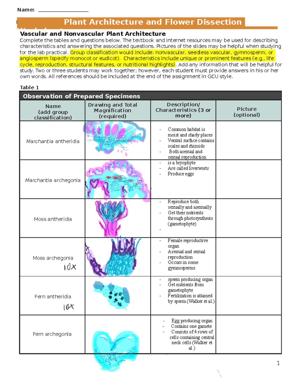 Bio182-04 - Plant Anatomy Worksheet - 1drv/w/s ...