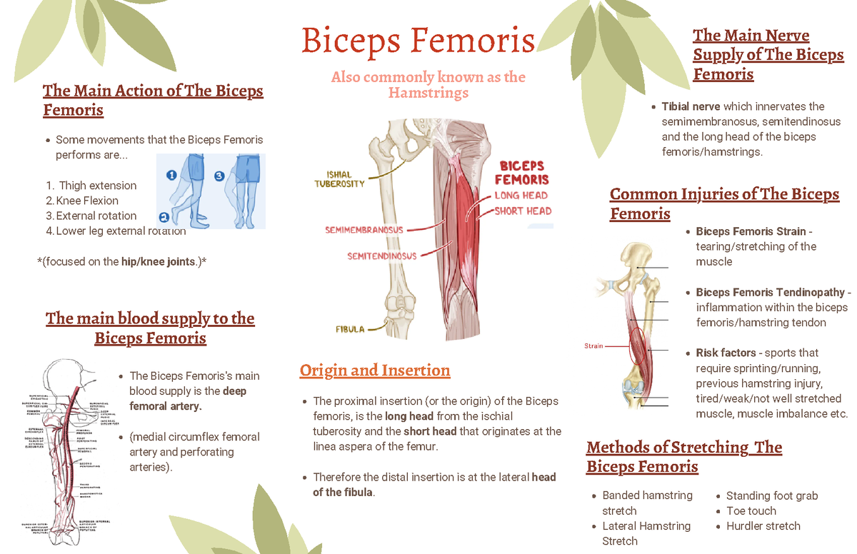 Biceps Femoris - Some movements that the Biceps Femoris performs are ...