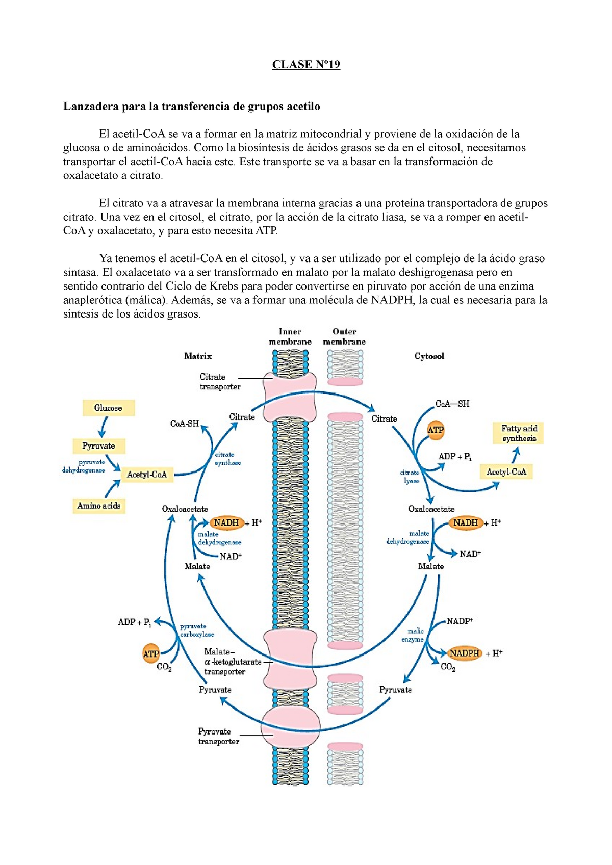 Clase 19 Bioquimica 06 Upo Studocu