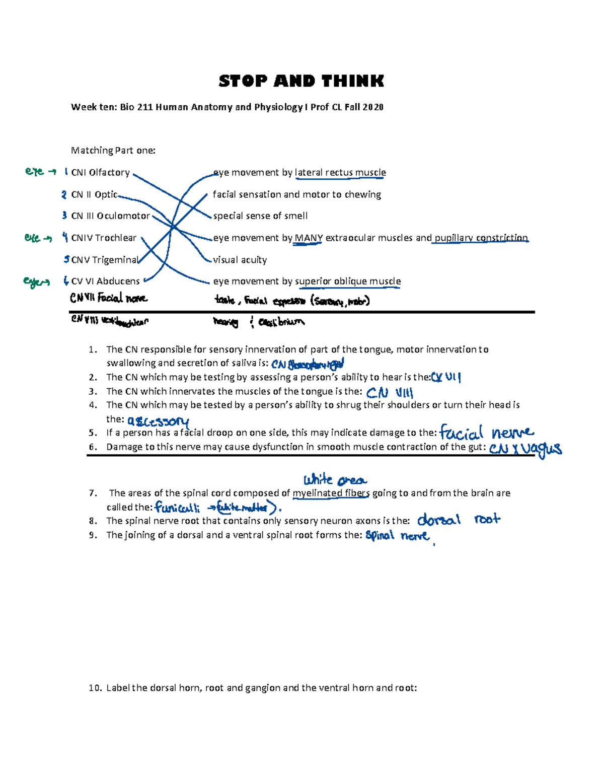 Stop and Think Week 10 STOP AND THINK Week ten Bio 211 Human Anatomy