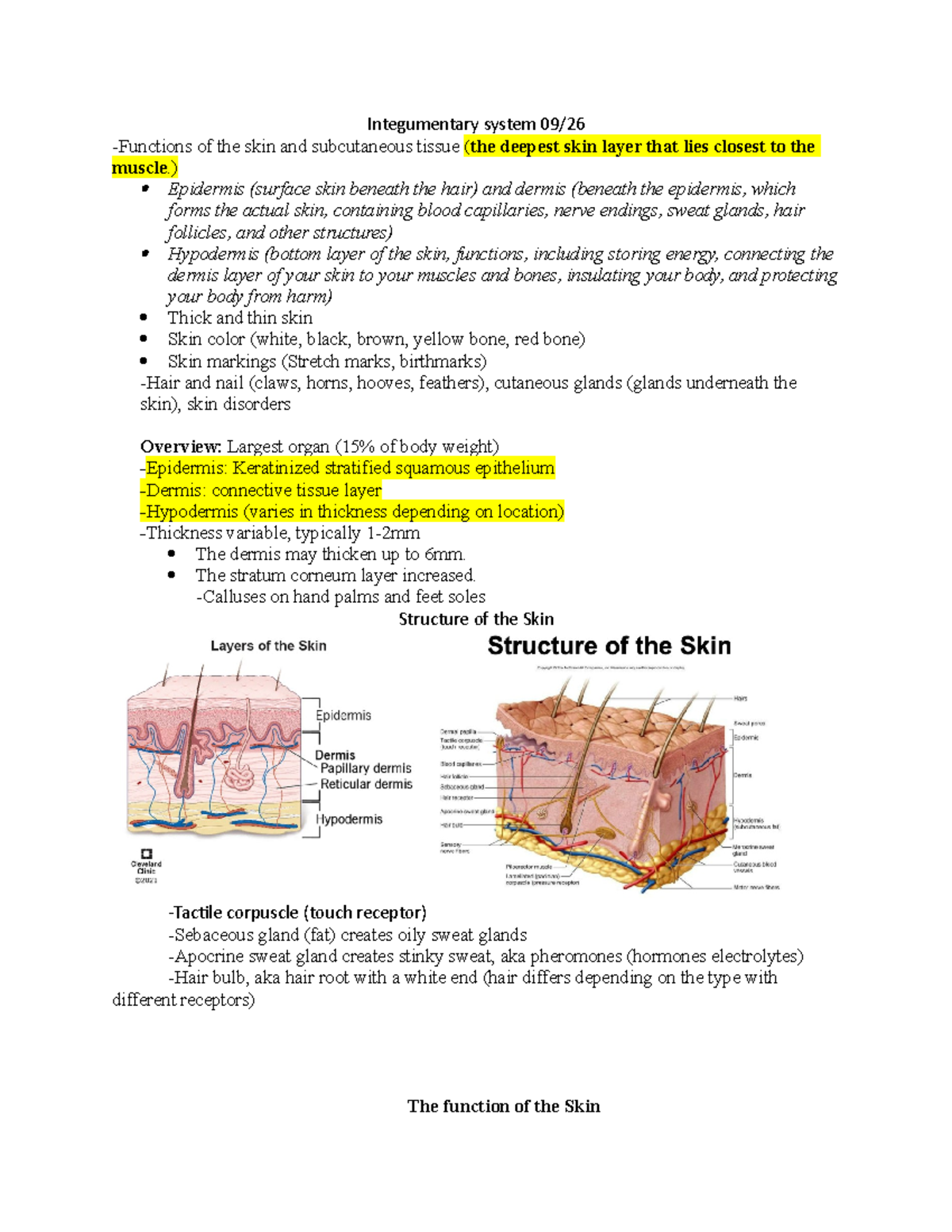 Integumentary system 09 - ) Epidermis (surface skin beneath the hair ...