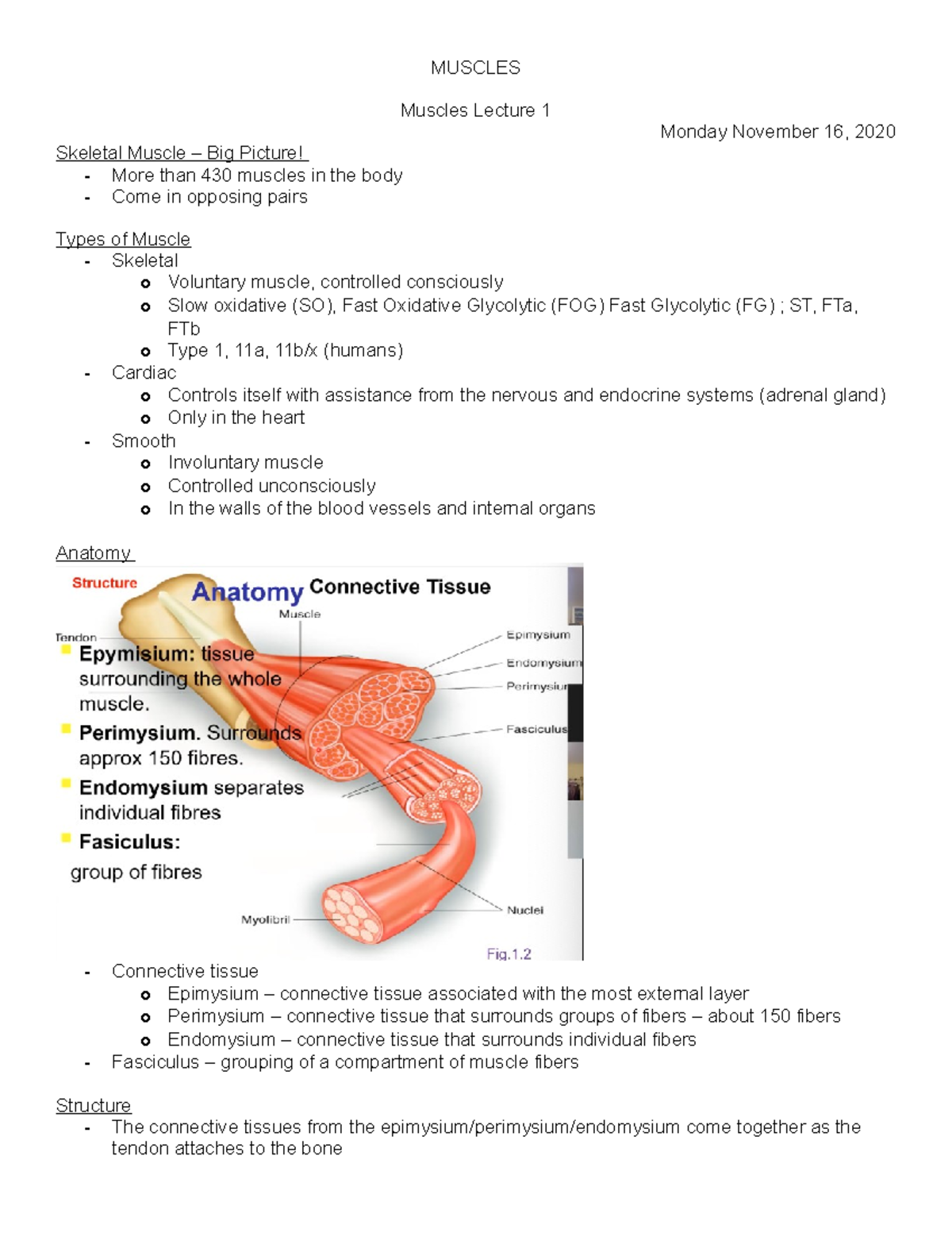Muscles - Lecture notes with Dr. Belfry - MUSCLES Muscles Lecture 1 ...
