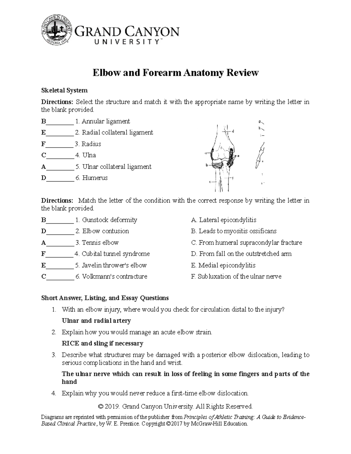 Elbow AND Forearm Anatomy Review - Elbow and Forearm Anatomy Review