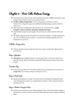Chapter 8 - DNA Replication, Binary Fission, and Mitosis - Chapte 8 ...