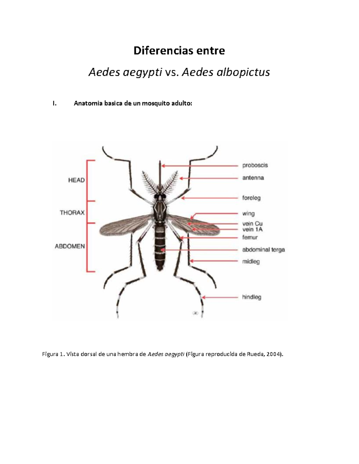 Diferencias taxonomicas Aedes aegypti vs albopictus - Diferencias entre ...
