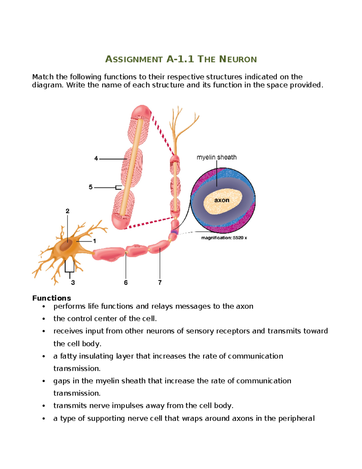 SCN3230-A-1.1 Assignment - ASSIGNMENT A-1 THE NEURON Match the ...