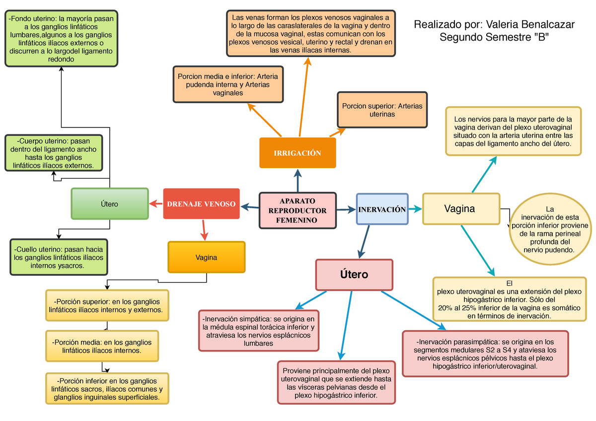l aparato reproductor femenino inervación drenaje aparato