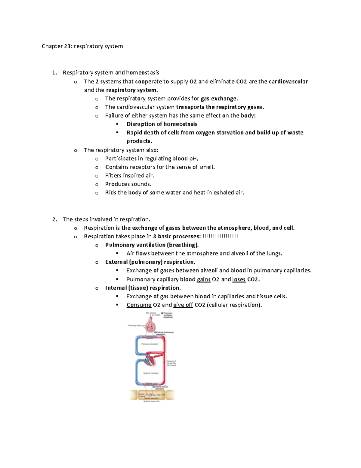 Anatomy Ch 23 - Chapter 23: Respiratory System 1. Respiratory System ...