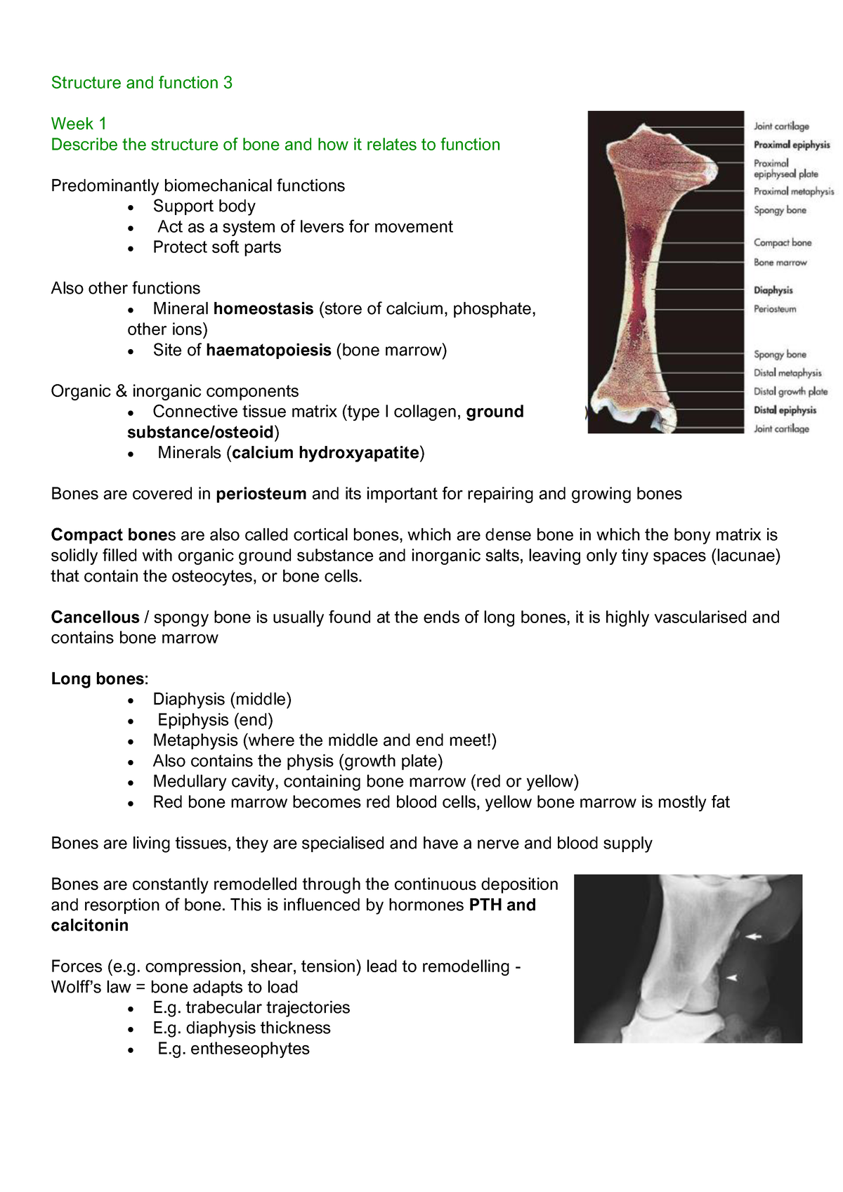 Structure And Function 3 Cancellous Spongy Bone Is Usually Found At 