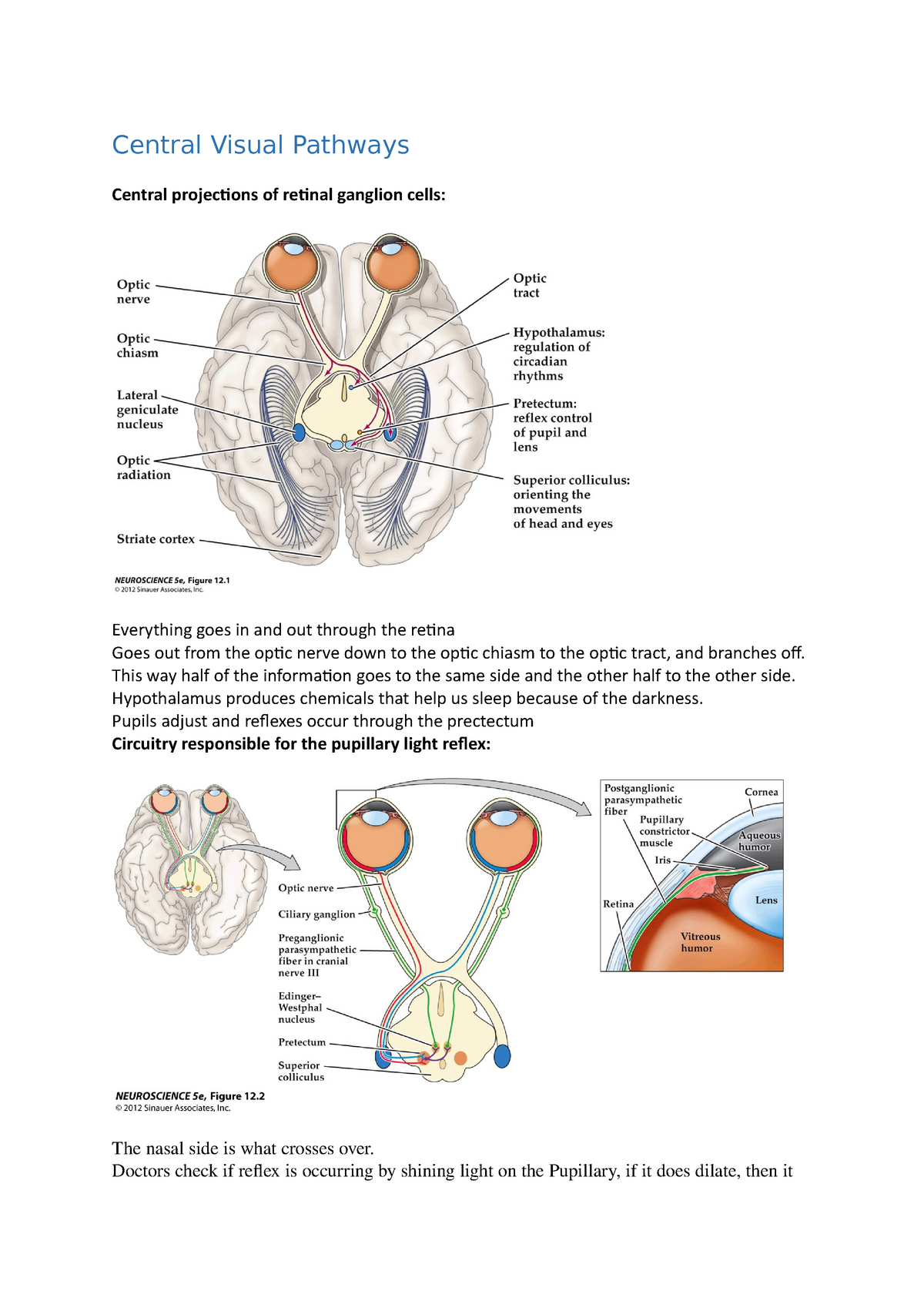 COGS100 - Central Visual Pathways - Central Visual Pathways Central ...