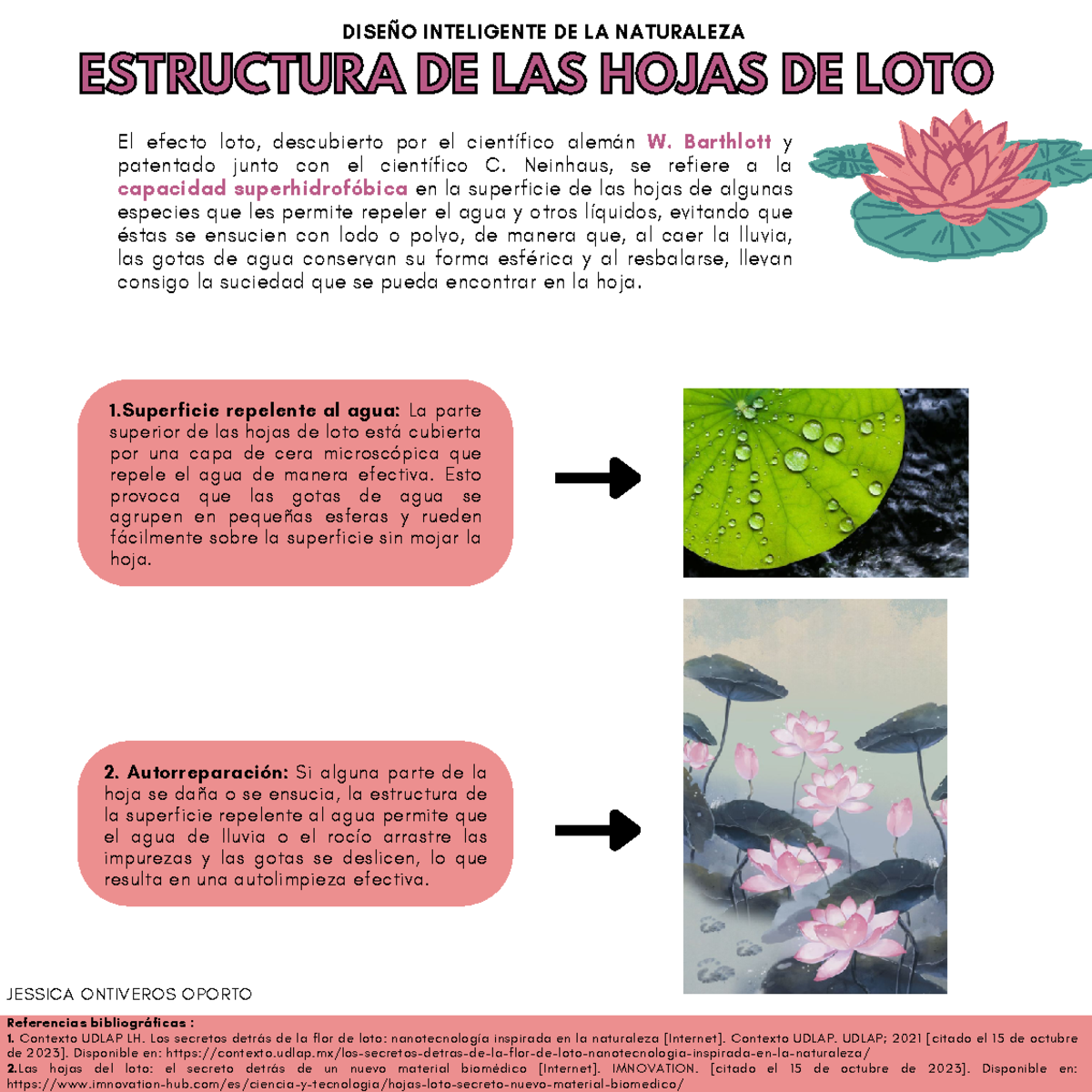 HOJA DE LOTO Diseño Inteligente Natural El efecto loto, descubierto