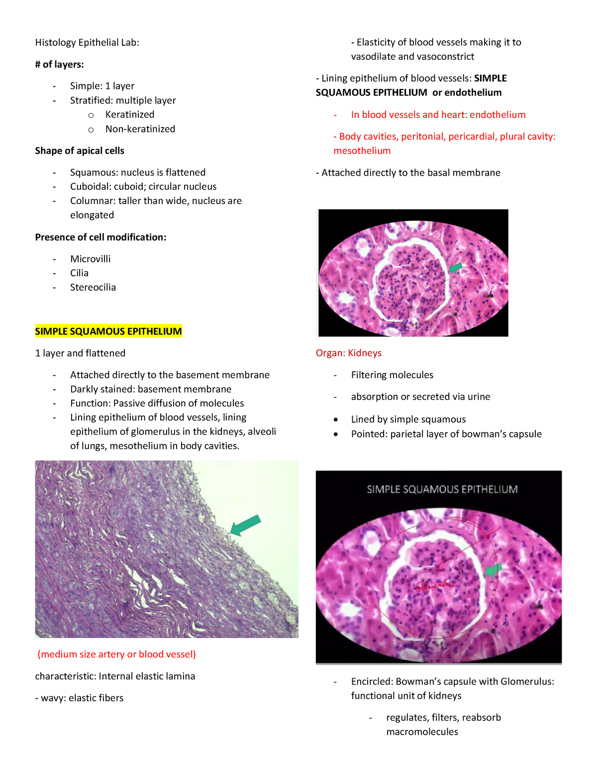 Histology LAB SKIN - Histology Epithelial Lab: Of Layers: - Simple: 1 ...