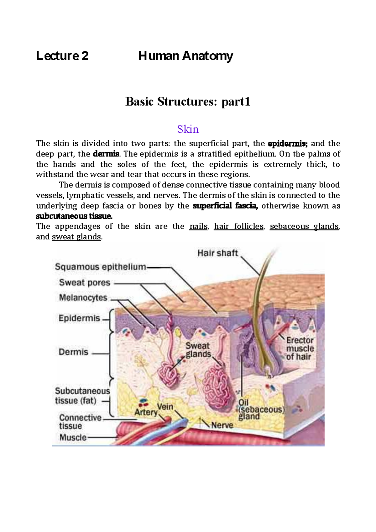 Human Anatomy-lec2 نظري - Lecture 2 Human Anatomy محمد وسنان.د Basic 