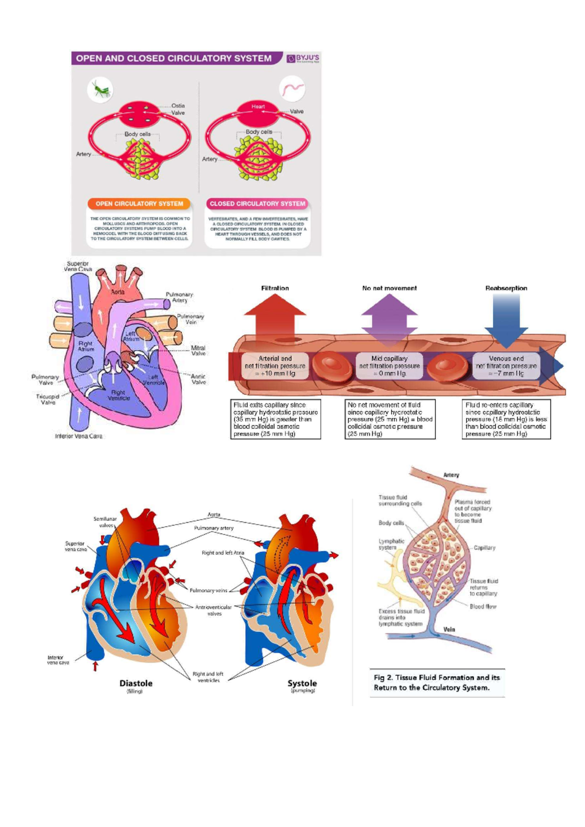 Heart 2 - ... - OPEN AND CLOSED CIRCULATORY SYSTEM Ostia Heart Valve ...