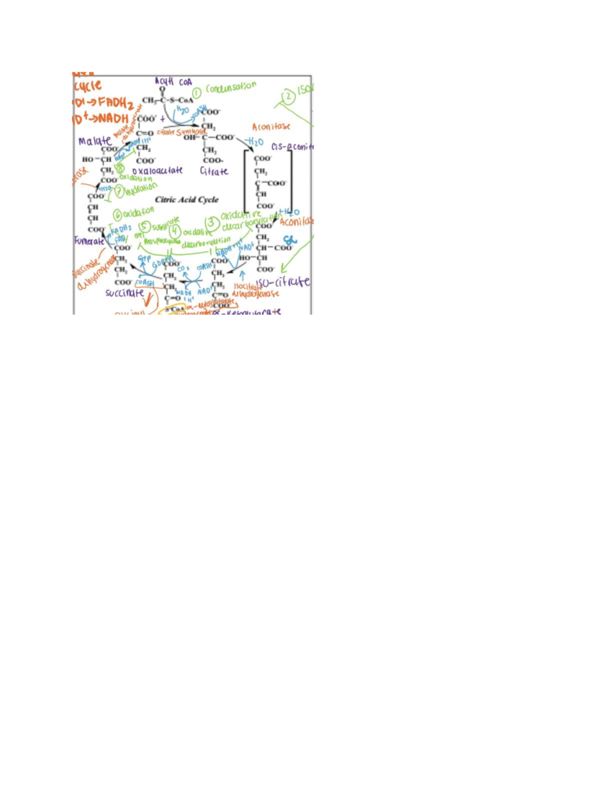 Citric Acid Cycle - HYJ cycle ACYH COA 9 I conclusion 150. FADH2 2 H2O ...