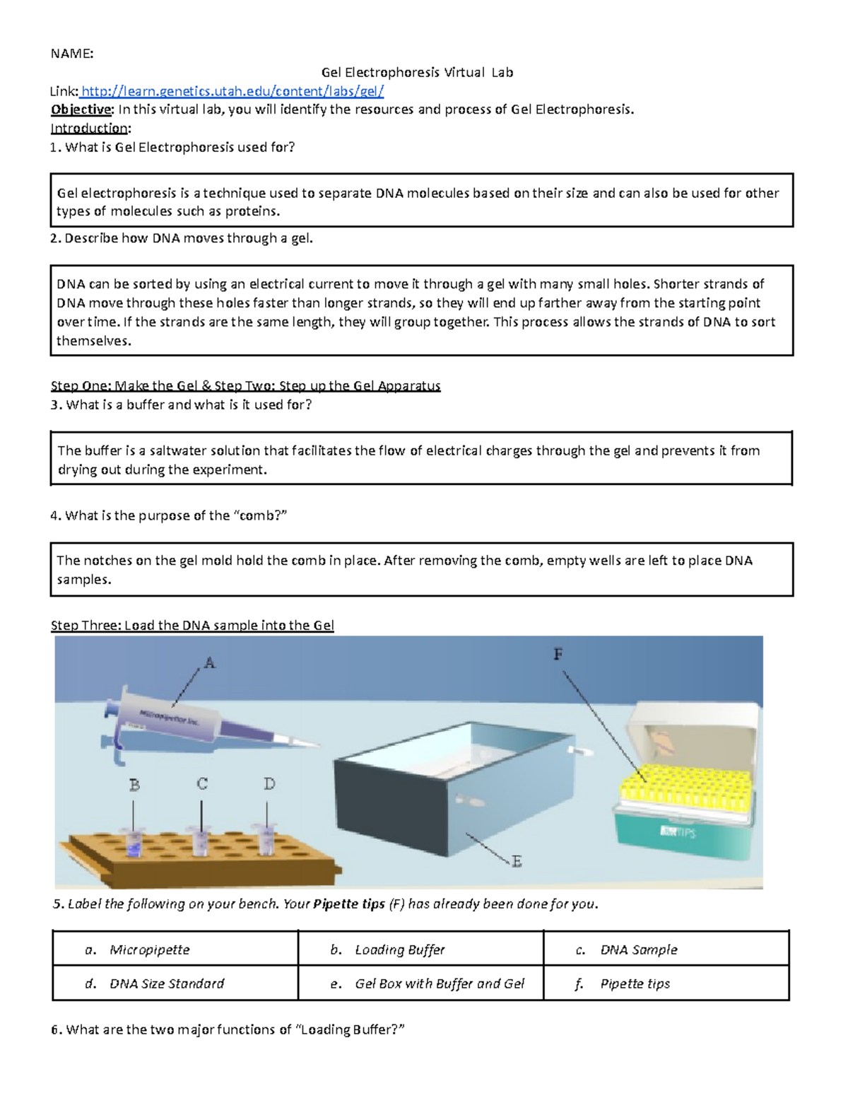 Gelelectrophoresislabsheet NAME Gel Electrophoresis Virtual Lab