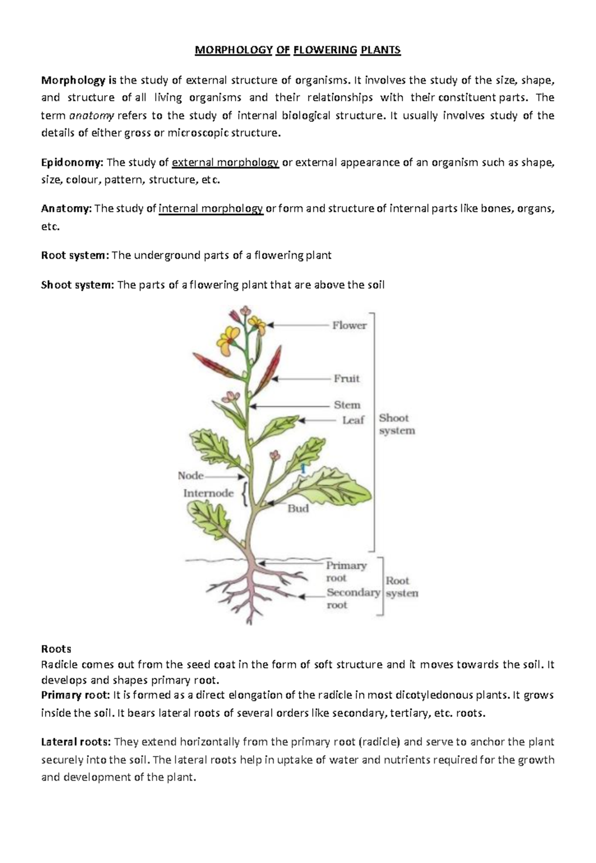 Chapter 5 - MORPHOLOGY.OF.FLOWERING.PLANTS - MORPHOLOGY.OF.FLOWERING ...