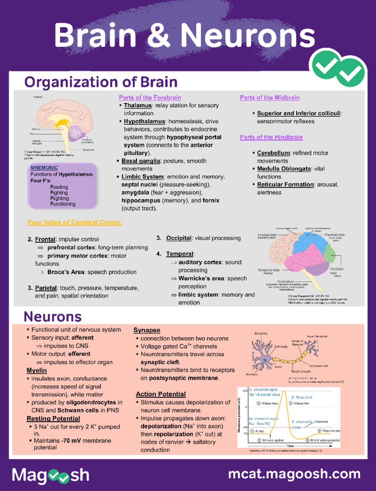 Brain and nuerons - help you study for the MCAT and will aide in ...