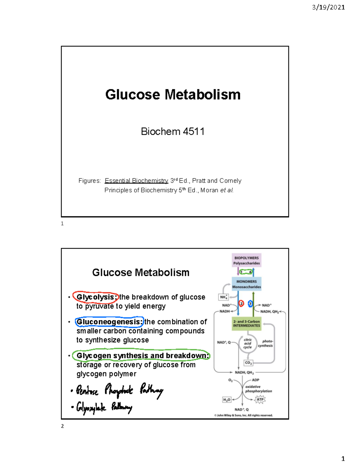 Chapter 12 Glucose Metabolism - Glucose Metabolism Biochem 4511 Figures ...